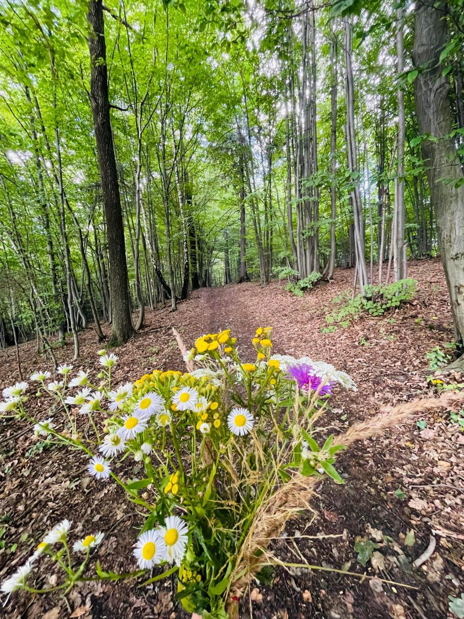 Wioska Jasia I Malgosi Izdebnik Buitenkant foto